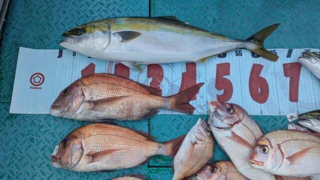 マダイ・ハマチ(ブリ)