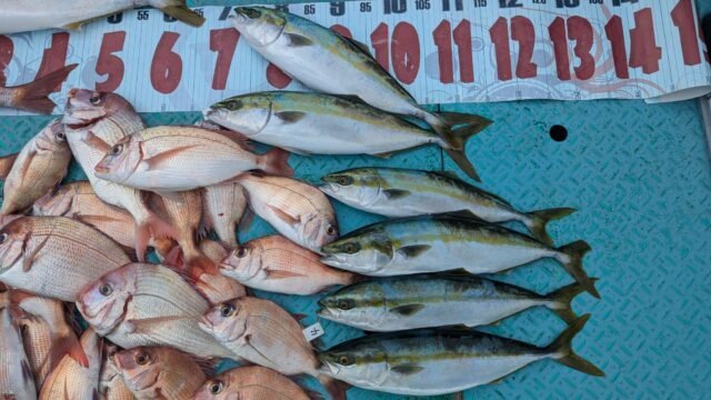 マダイ・ハマチ(ブリ)