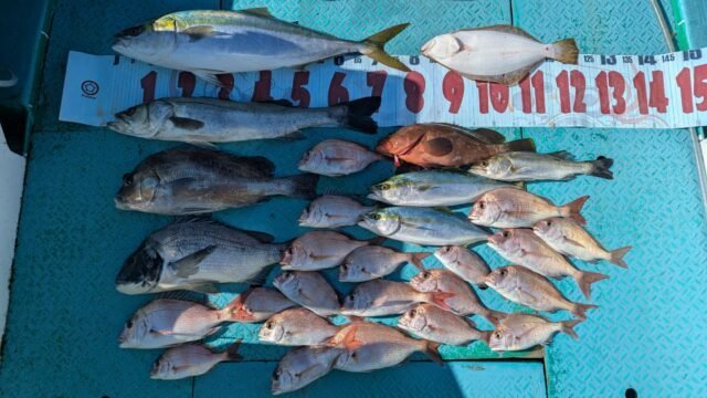 マダイ・マタカ(スズキ)・ブリ・ヒラメ