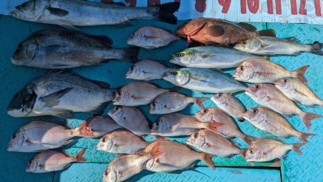 マダイ・マタカ(スズキ)・ブリ・ヒラメ