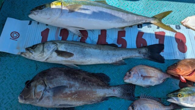 マダイ・マタカ(スズキ)・ブリ・ヒラメ