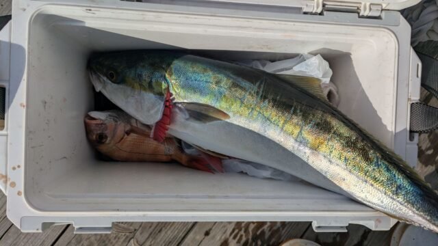 マダイ・ハマチ(ブリ)