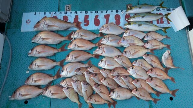 マダイ・ハマチ(ブリ)