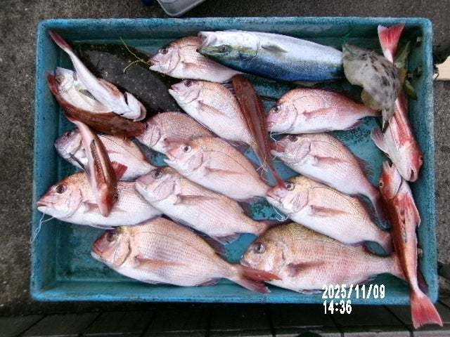 マダイ・カイワリ・イナダ(ブリ)・ホウボウ・ソゲ(ヒラメ)