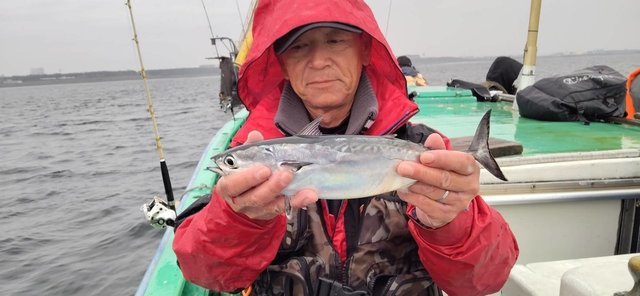 ソーダガツオ(マルソウダ)