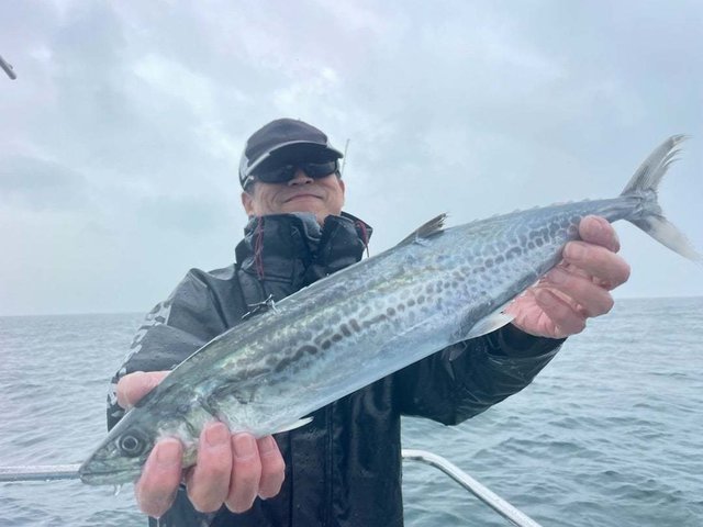 サゴシ(サワラ)