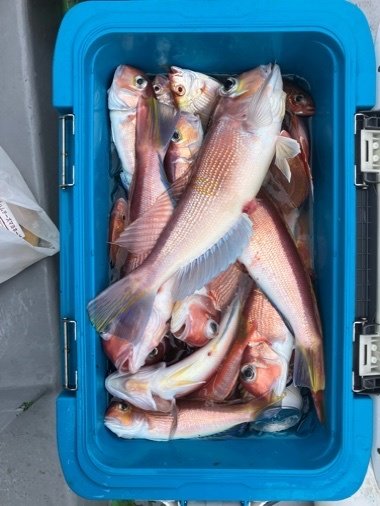 レンコダイ(キダイ)・アマダイ(アカアマダイ)