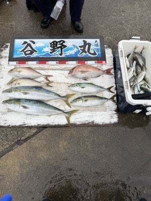 マダイ・ハマチ(ブリ)・メジロ(ブリ)・カンパチ