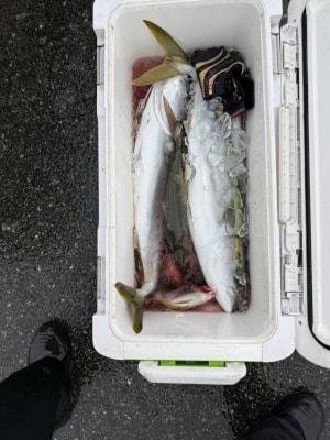 ハマチ(ブリ)・メジロ(ブリ)