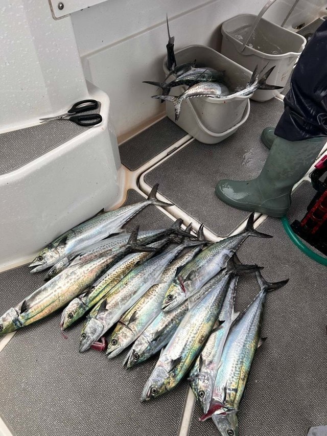 サゴシ(サワラ)