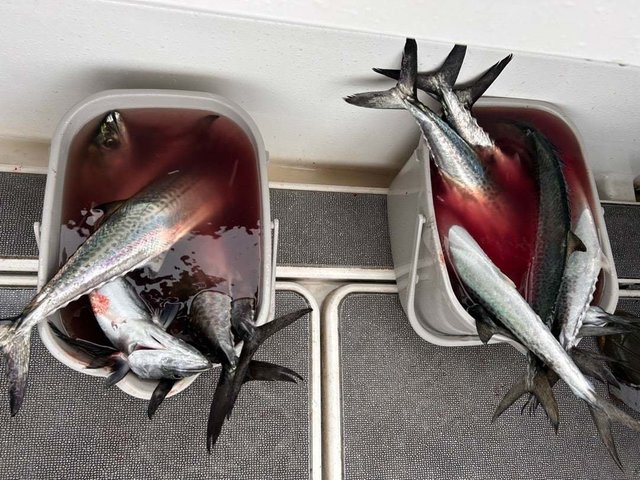 サゴシ(サワラ)