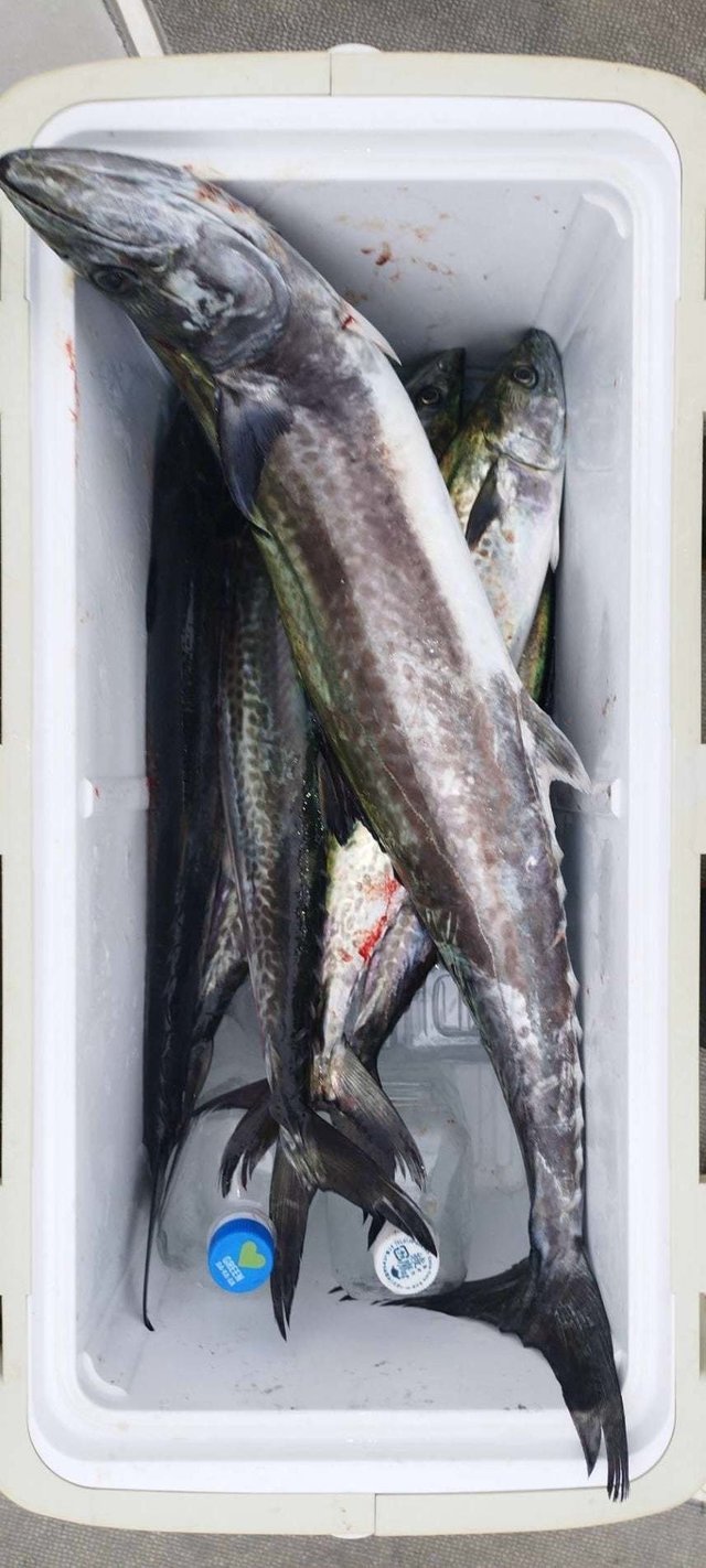 サゴシ(サワラ)