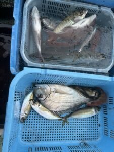 クロダイ・アジ(マアジ)