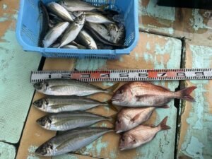 マダイ・マアジ