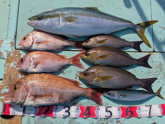 タイ(マダイ)・メジロ(ブリ)・イサギ(イサキ)