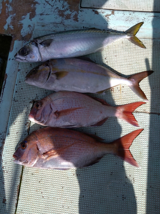 タイ(マダイ)・シオ(カンパチ)・サバ(マサバ)