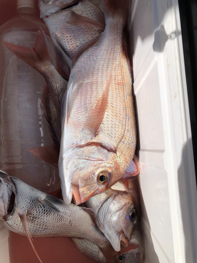 ハナダイ(チダイ)