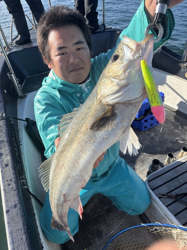 シーバス(スズキ)