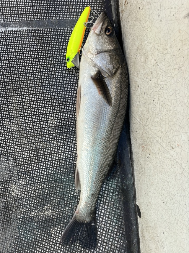 シーバス(スズキ)