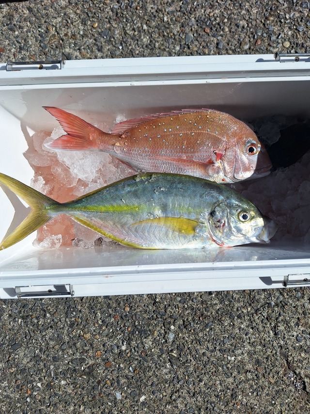 マダイ・シマアジ