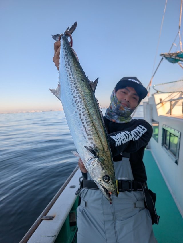 サゴシ(サワラ)