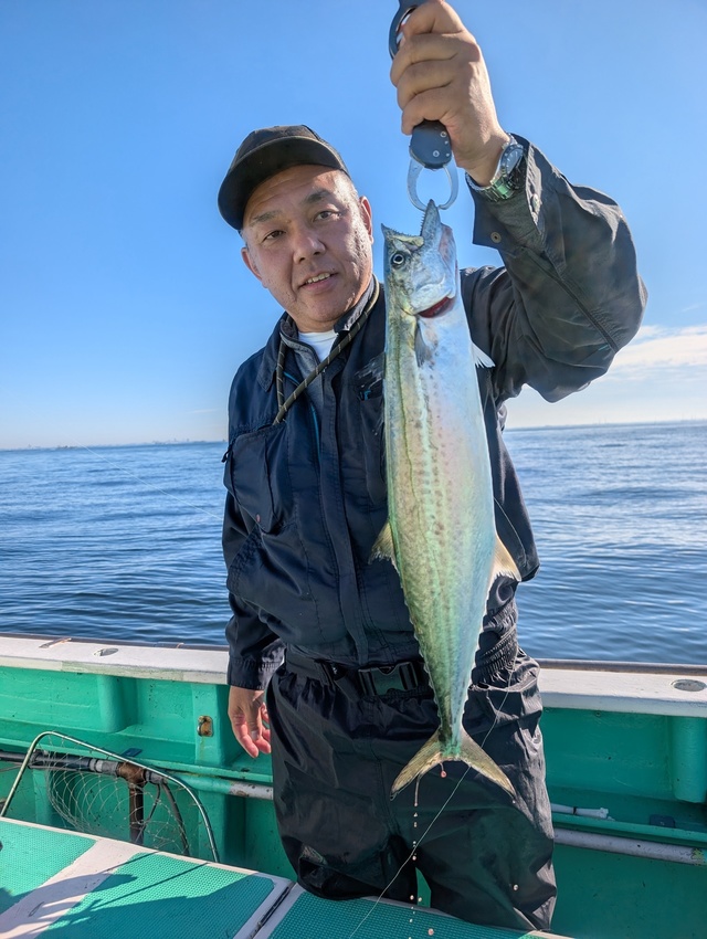 サゴシ(サワラ)