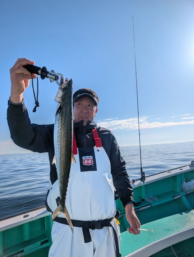 サゴシ(サワラ)