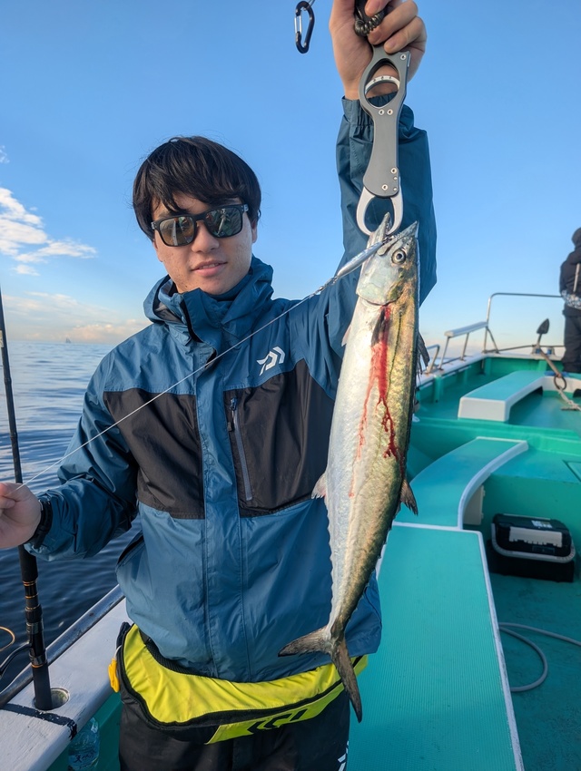 サゴシ(サワラ)