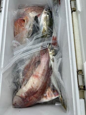 マダイ・レンコダイ(キダイ)・マアジ