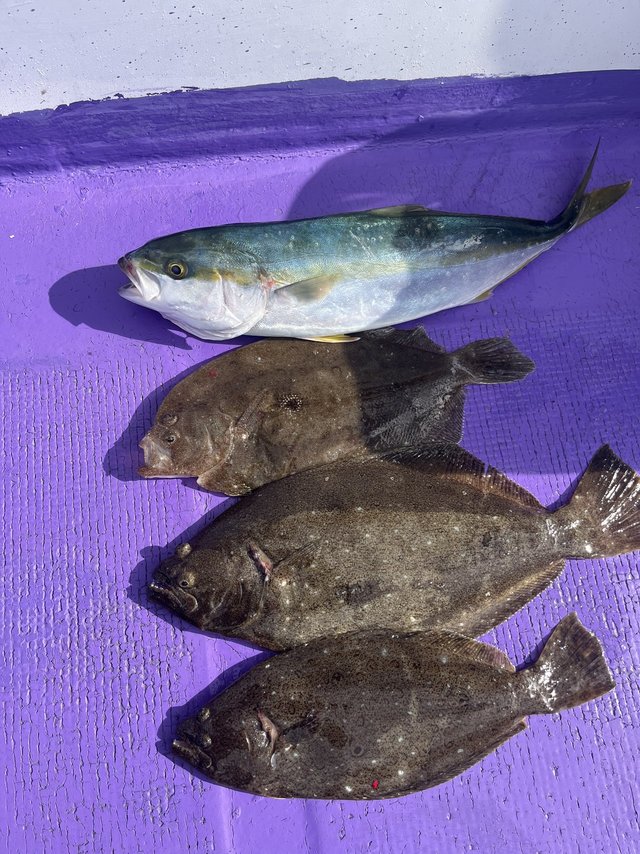 イナダ(ブリ)・ヒラメ