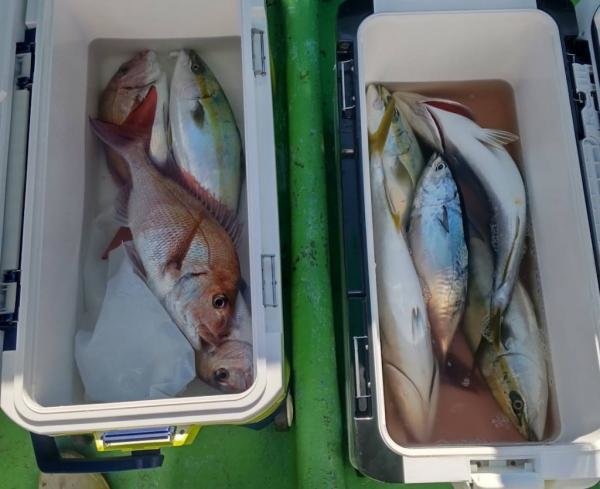 マダイ・イナダ(ブリ)・ヒラソウダ