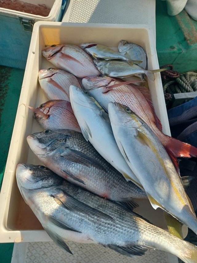 マダイ・クロダイ・カイワリ・イナダ(ブリ)・カンパチ