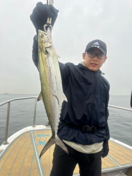 サゴシ(サワラ)