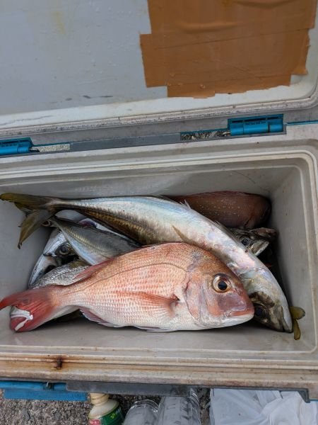 タイ(マダイ)・アジ(マアジ)