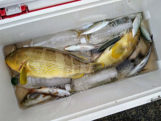 アオハタ・アジ(マアジ)・イワシ(カタクチイワシ)