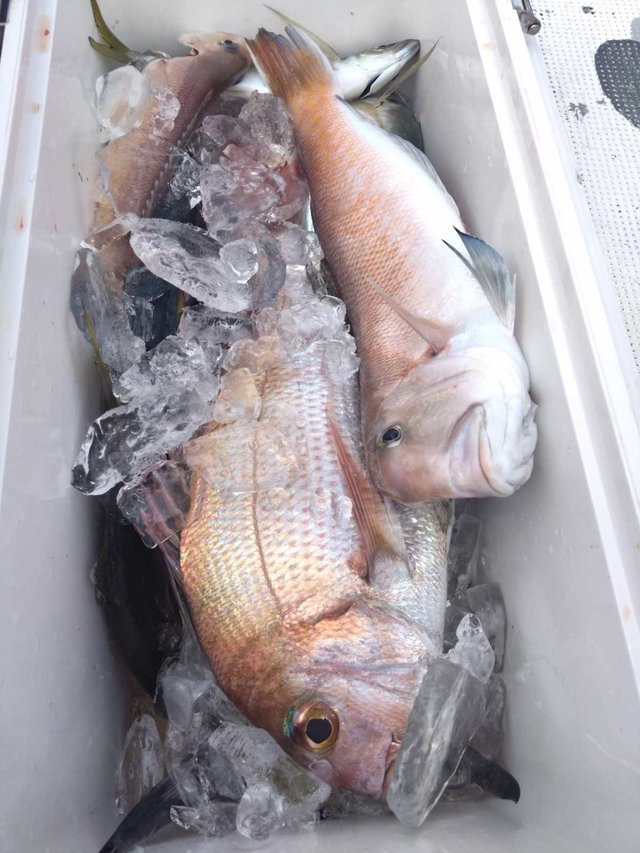 マダイ・アジ(マアジ)・シロアマダイ