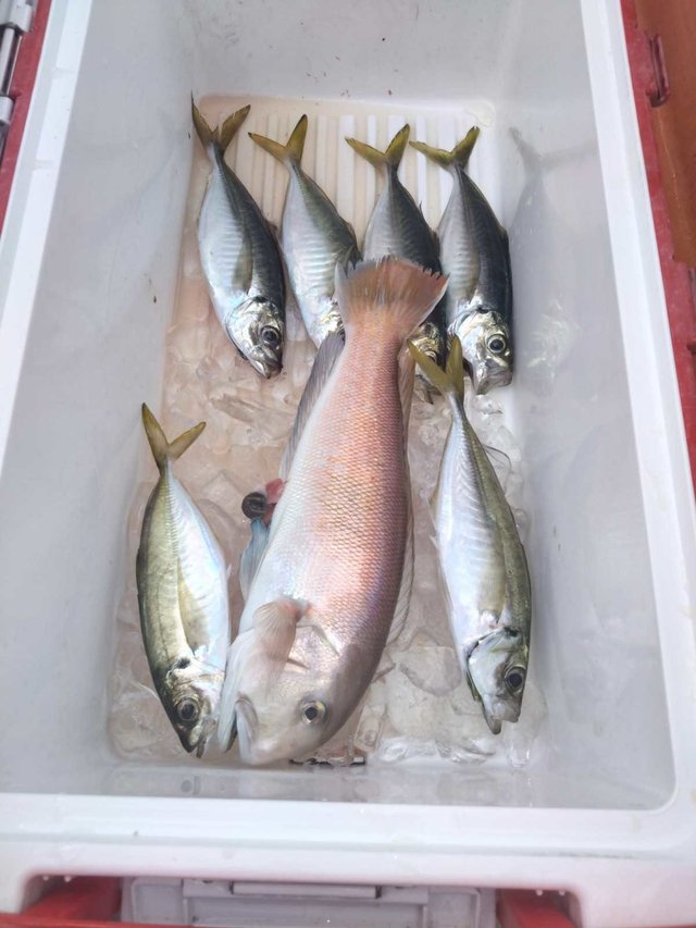 アジ(マアジ)・シロアマダイ