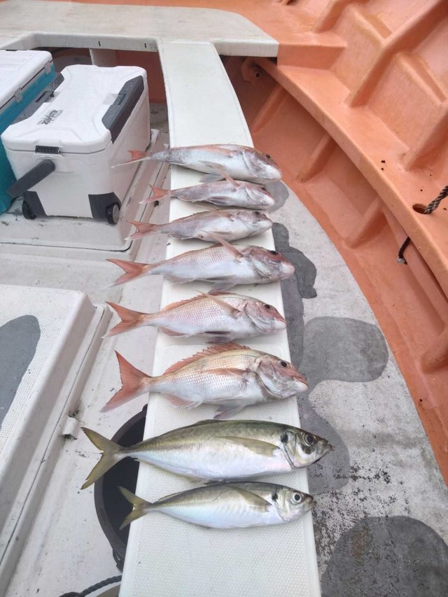 マダイ・アジ(マアジ)