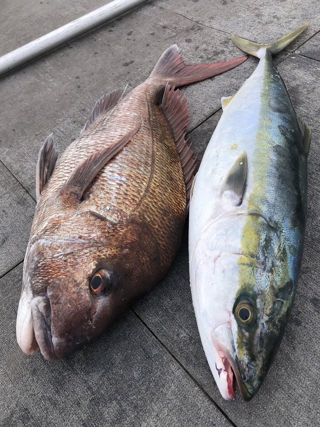 マダイ・ワラサ(ブリ)