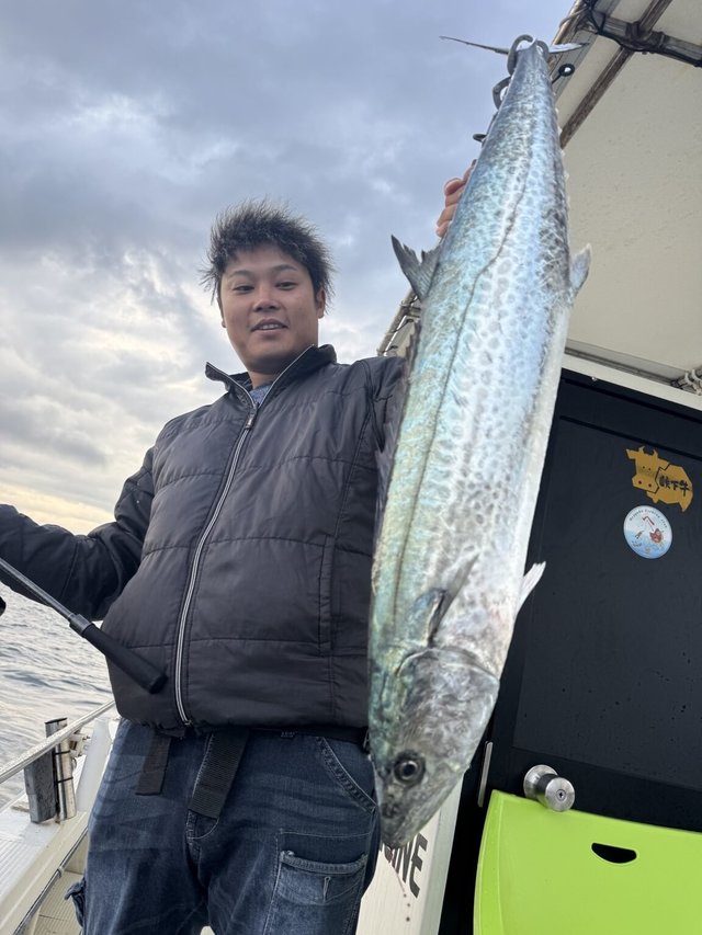 サゴシ(サワラ)