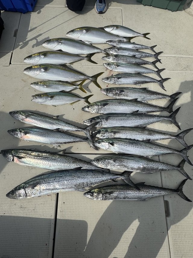 ハマチ(ブリ)・サゴシ(サワラ)