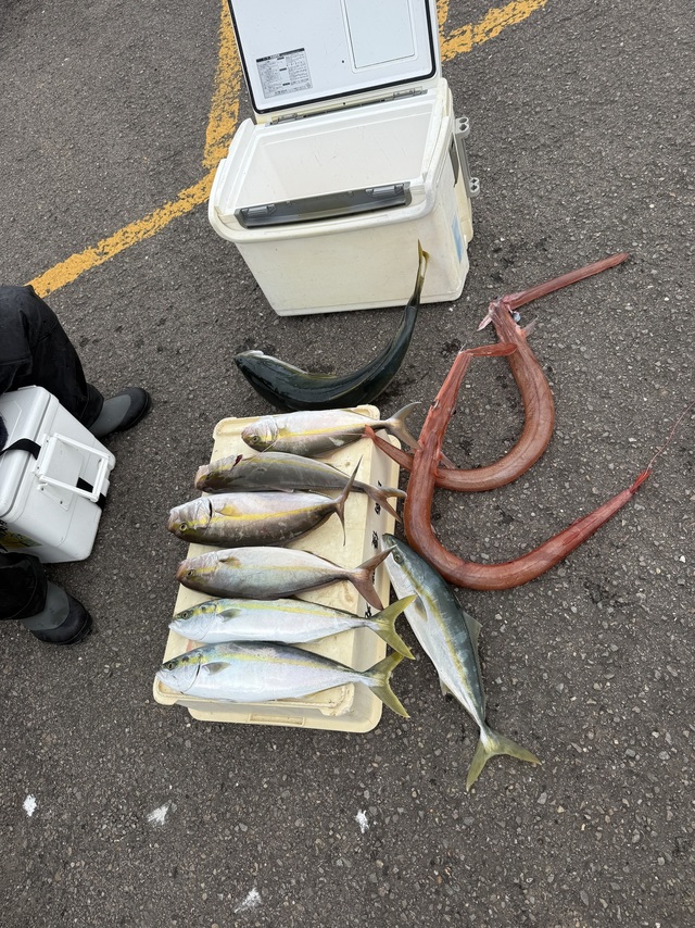 メジロ(ブリ)・カンパチ