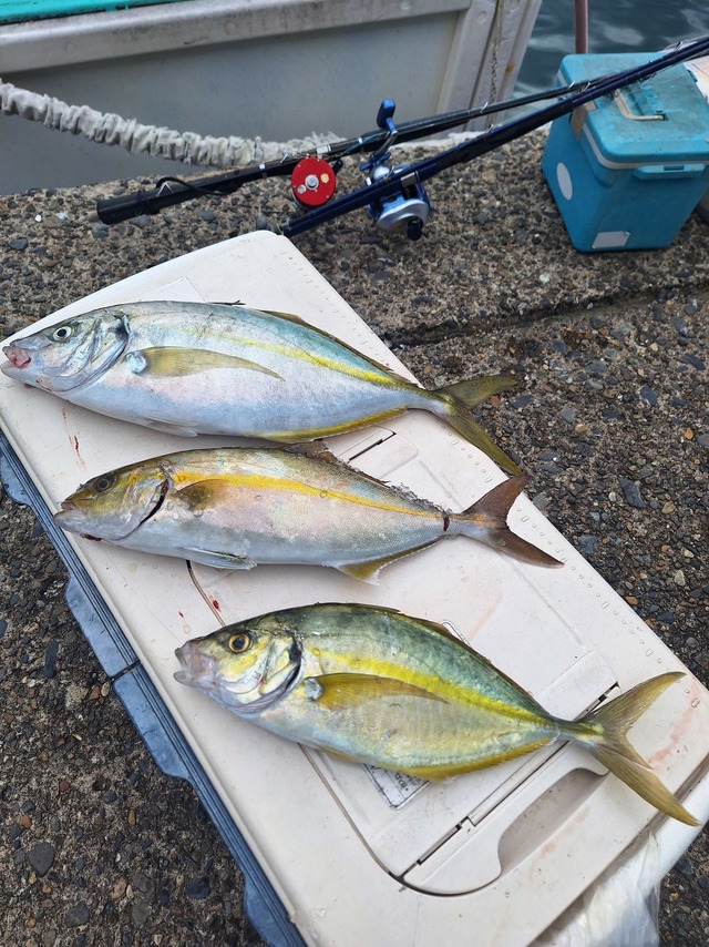 シマアジ・ショウゴ(カンパチ)