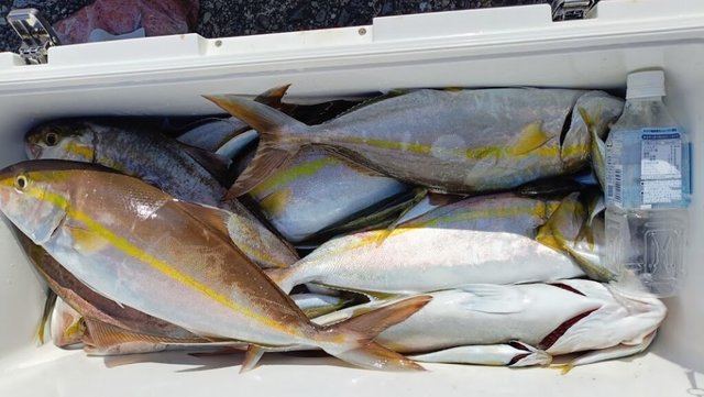 ネイリ(カンパチ)