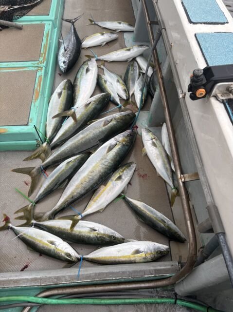 ヤズ(ブリ)・ヒラマサ