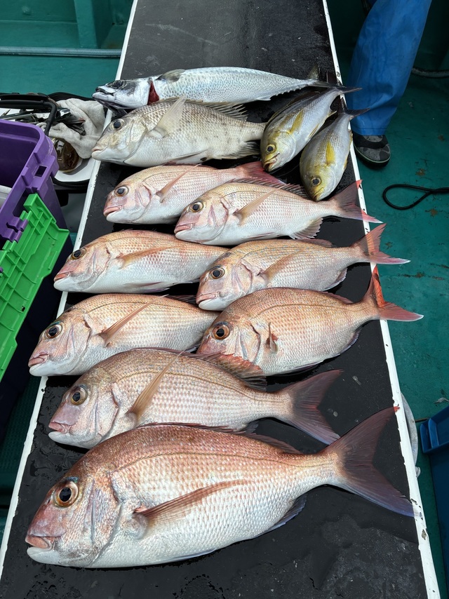 マダイ・メイチダイ