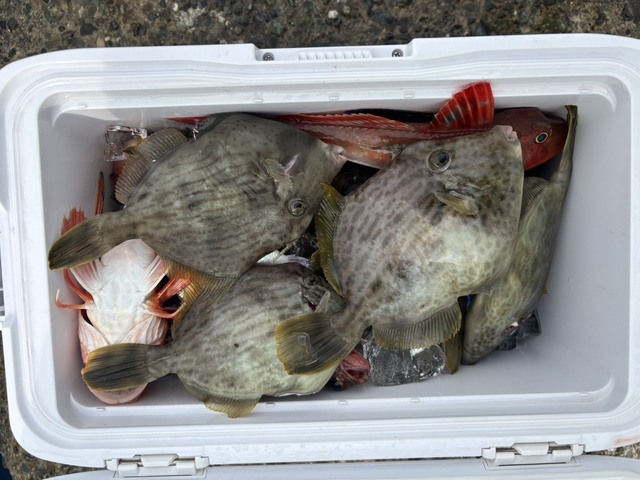 ホウボウ・カワハギ