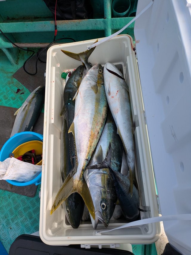 ブリ・ヒラマサ