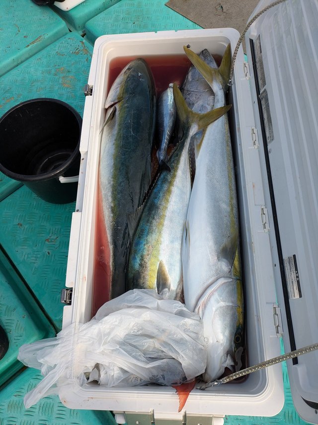 ブリ・ヤズ(ブリ)・ヒラマサ