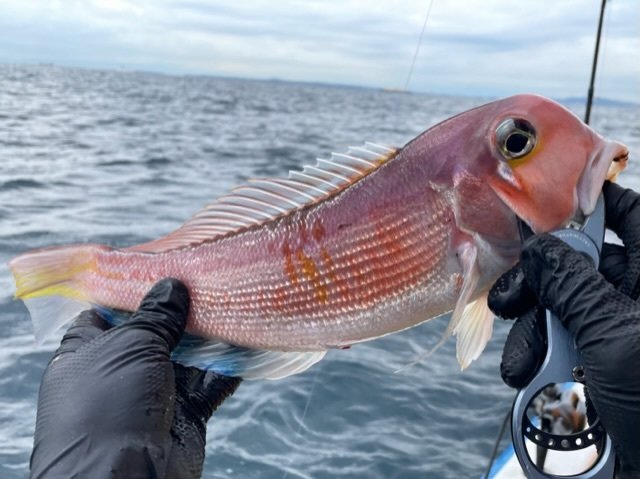 アマダイ(アカアマダイ)